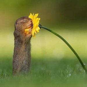 Meet your Posher, Leslie